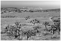 Campground, San Miguel Island. Channel Islands National Park ( black and white)