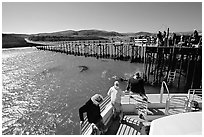 Bechers bay pier, Santa Rosa Island. Channel Islands National Park, California, USA. (black and white)