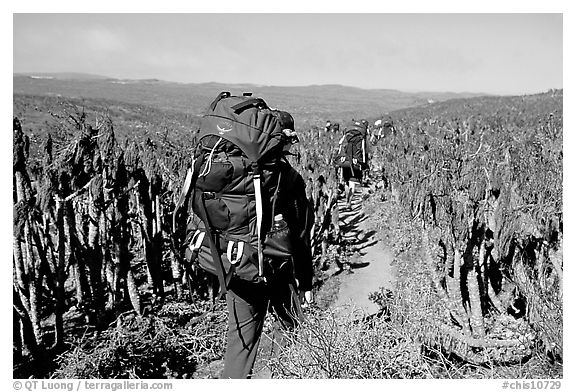 Backpackers amongst giant coreopsis stumps, San Miguel Island. Channel Islands National Park (black and white)
