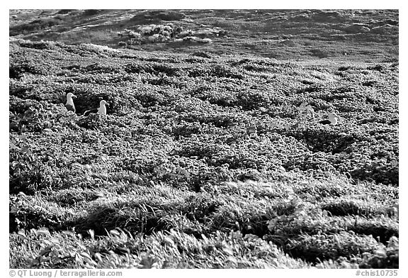 Seagulls and spring wildflowers, East Anacapa Island. Channel Islands National Park (black and white)