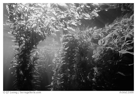 Kelp canopy beneath surface, Annacapa. Channel Islands National Park (black and white)