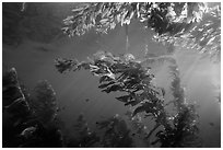 Kelp plants under ocean surface, Annacapa Marine reserve. Channel Islands National Park ( black and white)