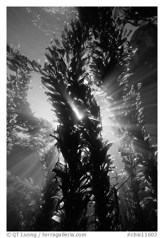 Kelp bed with sunrays,  Annacapa Marine reserve. Channel Islands National Park (black and white)