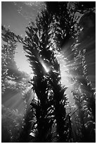 Kelp bed with sunrays,  Annacapa Marine reserve. Channel Islands National Park, California, USA. (black and white)
