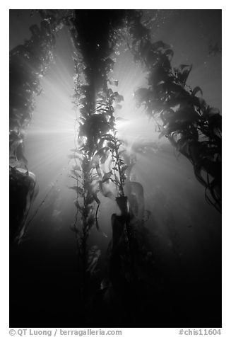 Giant Kelp and sunbeams underwater, Annacapa Marine reserve. Channel Islands National Park (black and white)