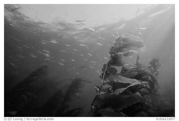 Kelp fronds and fish, Annacapa Island State Marine reserve. Channel Islands National Park (black and white)