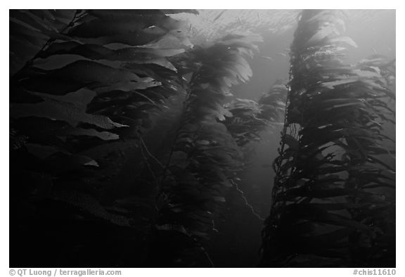 Kelp forest, Channel Islands National Marine Sanctuary. Channel Islands National Park (black and white)
