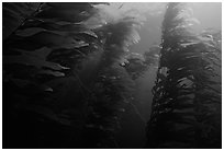 Kelp forest, Channel Islands National Marine Sanctuary. Channel Islands National Park ( black and white)