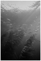 Fish and kelp, Channel Islands National Marine Sanctuary. Channel Islands National Park ( black and white)