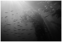 Giant kelp forest, fish, and sunrays underwater. Channel Islands National Park ( black and white)