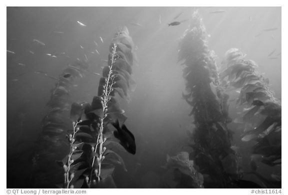 Kelp plants with pneumatocysts (air bladders). Channel Islands National Park (black and white)