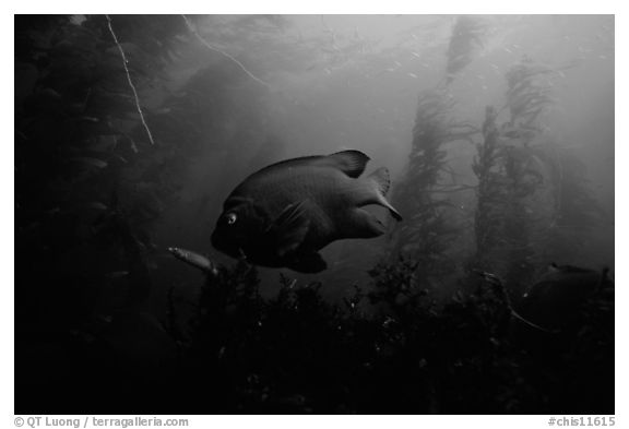 Garibaldi fish in kelp forest, Annacapa Marine reserve. Channel Islands National Park (black and white)