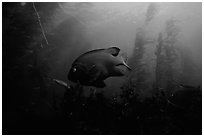 Garibaldi fish in kelp forest, Annacapa Marine reserve. Channel Islands National Park ( black and white)