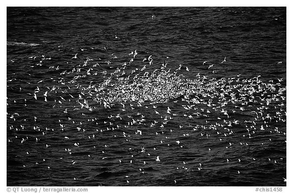 Flock of western seagulls. Channel Islands National Park (black and white)