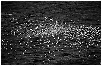 Flock of western seagulls. Channel Islands National Park, California, USA. (black and white)