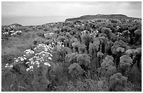 Giant Coreopsis and East Anacapa. Channel Islands National Park, California, USA. (black and white)
