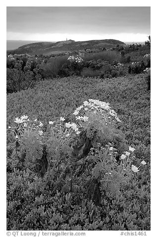 Giant Coreopsis and ice plant. Channel Islands National Park (black and white)