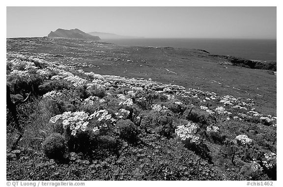 Giant Coreopsis, wildflowers, and Anacapa islands. Channel Islands National Park (black and white)