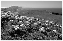 Giant Coreopsis, wildflowers, and Anacapa islands. Channel Islands National Park, California, USA. (black and white)