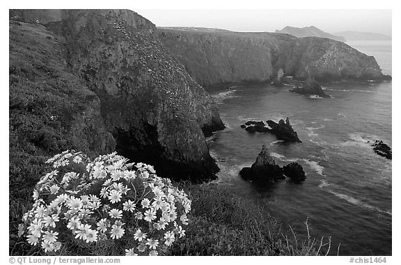 Coreopsis and Cathedral Cove, Anacapa. Channel Islands National Park (black and white)