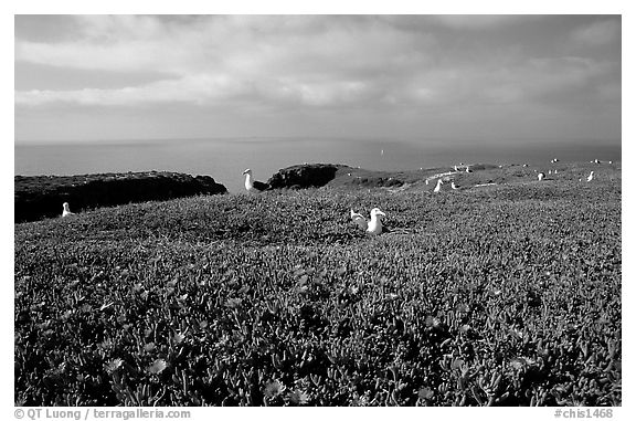 Ice plants and western seagulls, Anacapa. Channel Islands National Park (black and white)