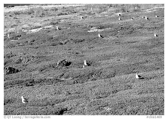 Ice plants and western seagulls, Anacapa. Channel Islands National Park (black and white)