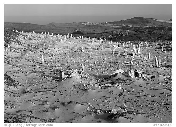 Caliche stumps, early morning, San Miguel Island. Channel Islands National Park (black and white)