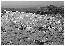 Caliche stumps, early morning, San Miguel Island. Channel Islands National Park, California, USA. (black and white)