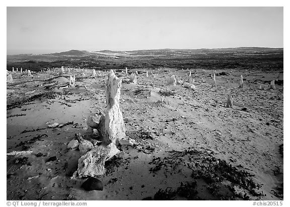 Caliche forest, San Miguel Island. Channel Islands National Park (black and white)