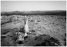 Caliche forest, San Miguel Island. Channel Islands National Park, California, USA. (black and white)
