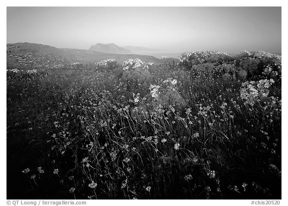 Spring wildflowers and mist, early morning, Anacapa Island. Channel Islands National Park (black and white)