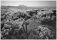 Coreopsis in bloom and Paintbrush in the spring, Anacapa Island. Channel Islands National Park ( black and white)