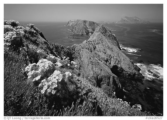 Coreopsis and chain of islands, Inspiration Point, Anacapa Island. Channel Islands National Park (black and white)