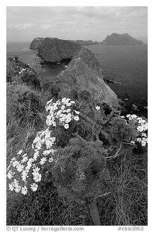 Coreopsis in bloom near Inspiration Point, morning, Anacapa. Channel Islands National Park (black and white)