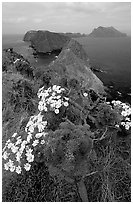Coreopsis in bloom near Inspiration Point, morning, Anacapa. Channel Islands National Park, California, USA. (black and white)