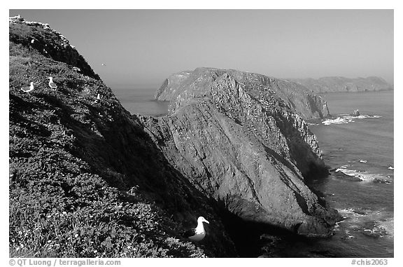 Western seagulls near Inspiration Point, morning, Anacapa. Channel Islands National Park (black and white)