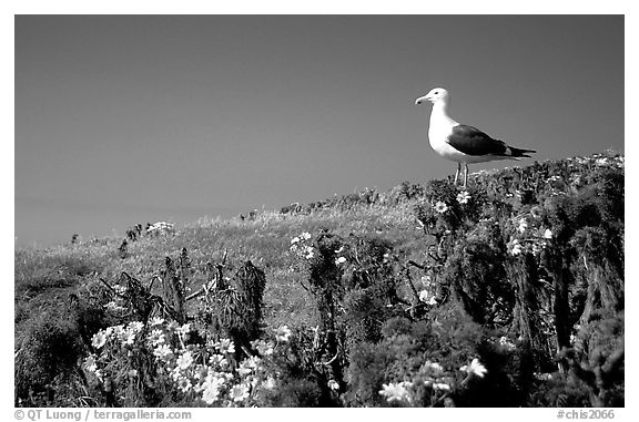 Western seagull on giant coreopsis. Channel Islands National Park (black and white)