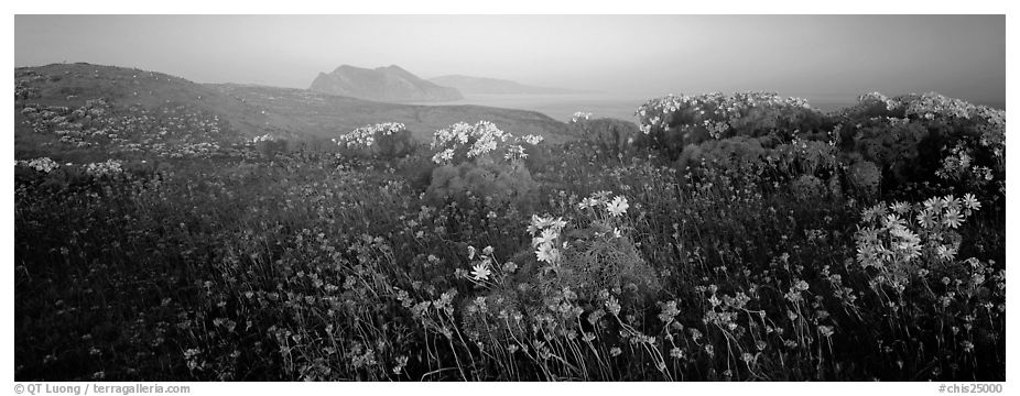 Wildflowers and early coastal mist, Anacapa Island. Channel Islands National Park (black and white)