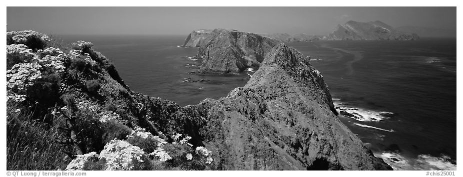 Coreopsis and chain of craggy islands, Anacapa Island. Channel Islands National Park (black and white)