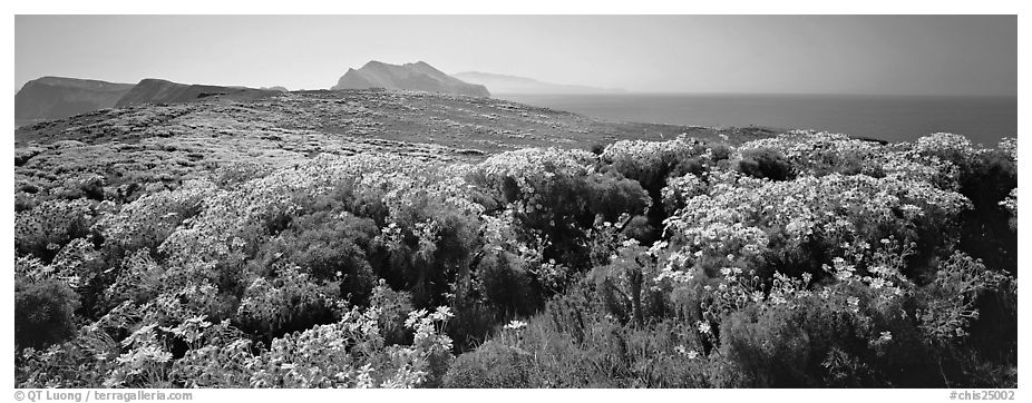 Field of Coreopsis in bloom, Anacapa Island. Channel Islands National Park (black and white)