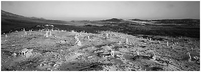 Bizarre ghost forest, San Miguel Island. Channel Islands National Park (Panoramic black and white)
