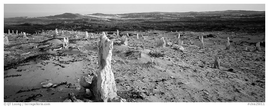 Sand castings on stumps, San Miguel Island. Channel Islands National Park (black and white)