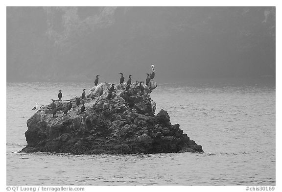 Rock covered with cormorants and pelicans, Santa Cruz Island. Channel Islands National Park (black and white)