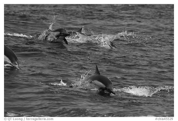 Dolphins jumping out of ocean water. Channel Islands National Park (black and white)