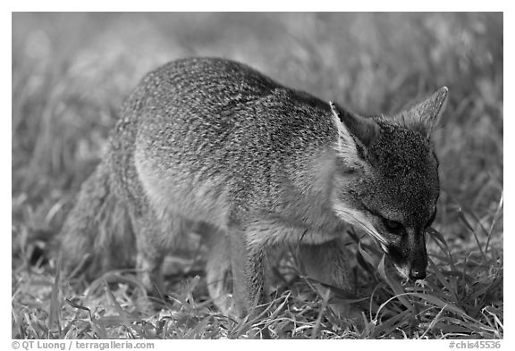 Critically endangered Coast Fox (Channel Islands Fox), Santa Cruz Island. Channel Islands National Park (black and white)