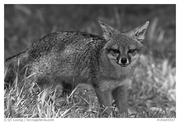 Island fox (Urocyon littoralis santacruzae), Santa Cruz Island. Channel Islands National Park (black and white)