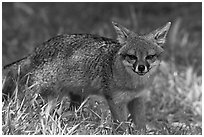 Island fox (Urocyon littoralis santacruzae), Santa Cruz Island. Channel Islands National Park ( black and white)