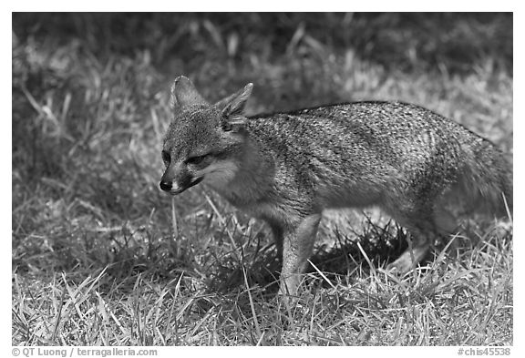 Short-Tailed Fox (Insular Gray Fox), Santa Cruz Island. Channel Islands National Park (black and white)