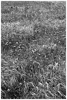 Wildflowers and grasses, Santa Cruz Island. Channel Islands National Park ( black and white)