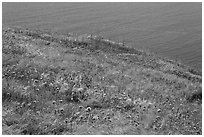 Wildflowers and wind-blown grasses on coastal bluff, Santa Cruz Island. Channel Islands National Park ( black and white)